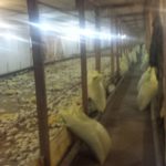 Ферма по выращиванию цыплят корнишонов